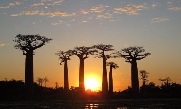 baobab morondava