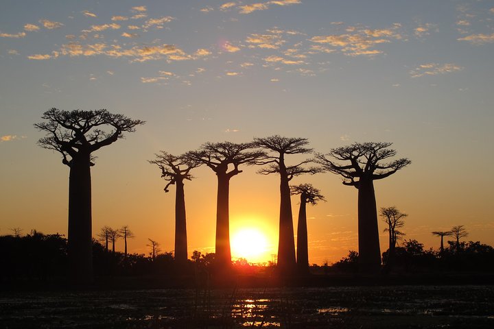 baobab morondava