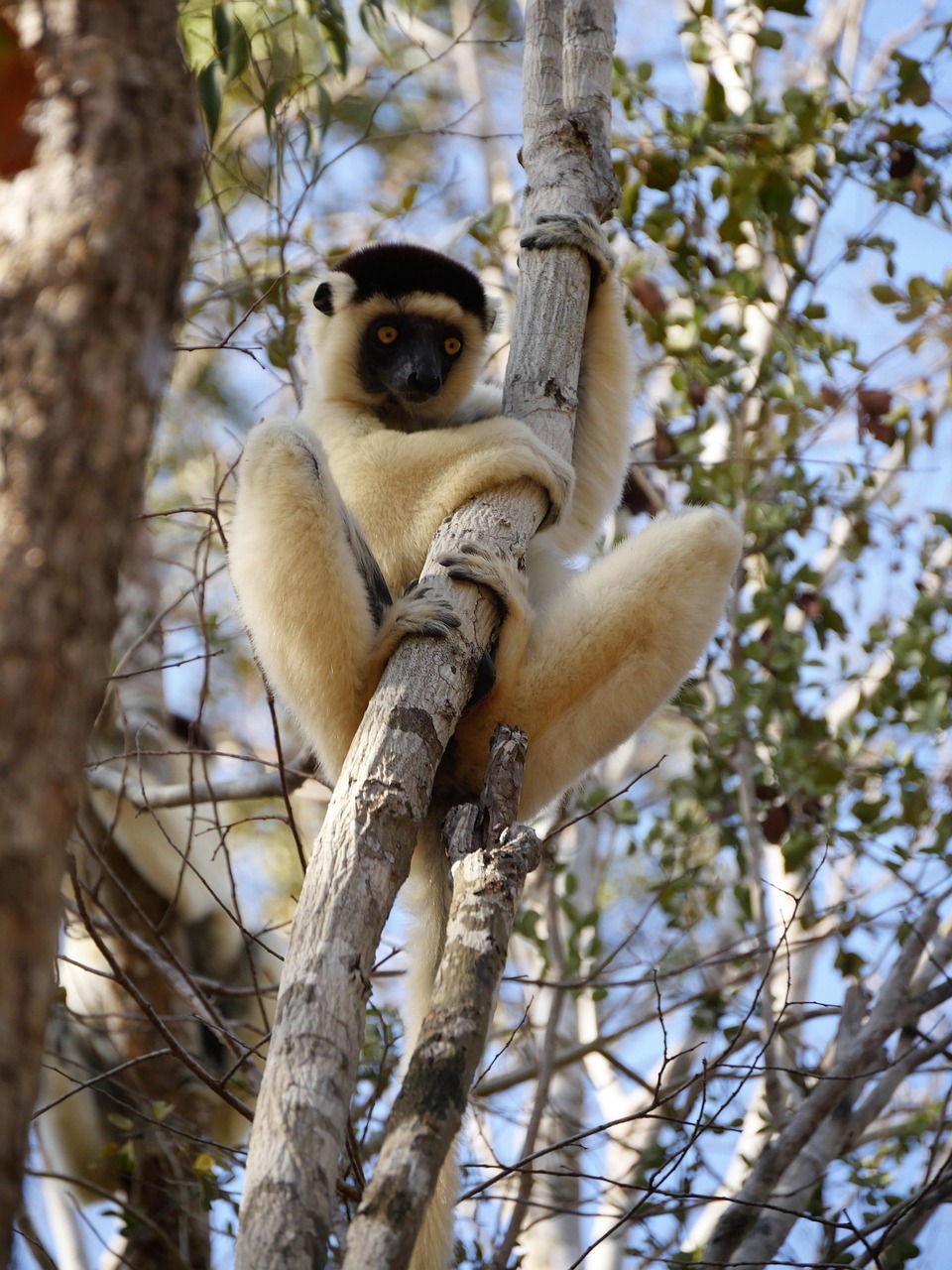 Madagascar Sifaka Lemur - Nomstour Exclusive Journeys